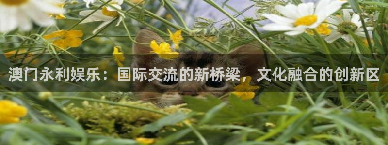 恒行5官网k88v店cc安全：澳门永利娱乐：国际交流的新桥梁，文化融合的创新区